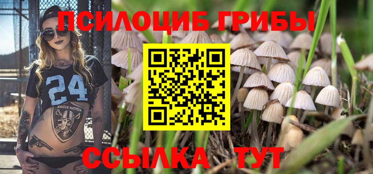 Галлюциногенные грибы Cubensis Северск